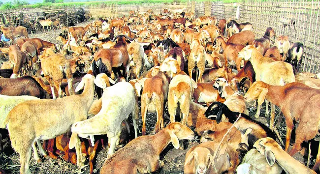 ఓరుగల్లుకూ ‘గొర్రెల స్కాం’ సెగ!