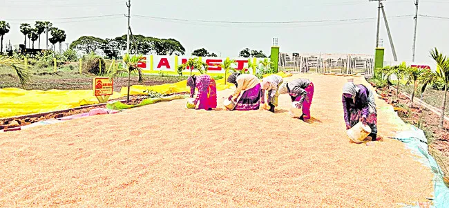 పంట స