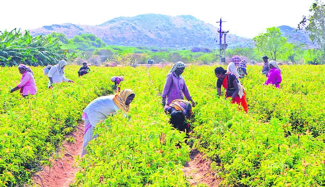 ●కళ నింపని కనకాంబరాలు