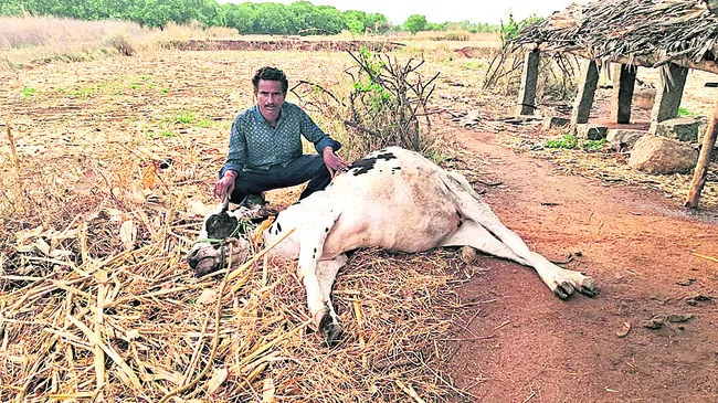 పిడుగుపాటుకు పశువు మృతి