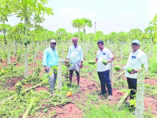 పెనుగ