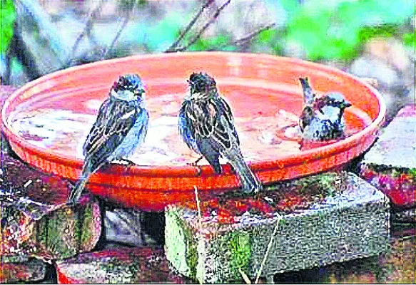 సుర్ర