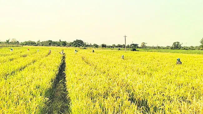 హైబ్ర