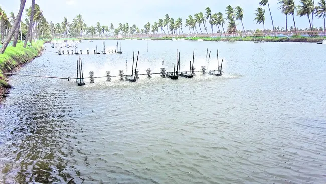 ఆక్వాకుఆక్సిజన్‌ గండం 