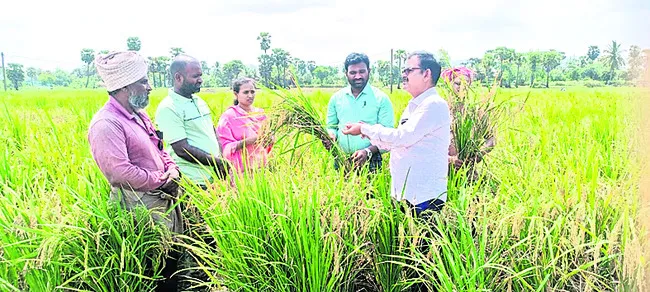 ప్రకృతి వ్యవసాయంతో ఎన్నో ప్రయోజనాలు