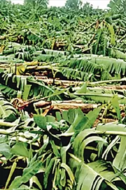 Heavy rains Strong winds banana crop damaged in Mumbai2