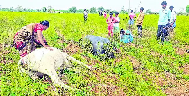 మూగజీవాలను బలి తీసుకున్న విద్యుత్‌ తీగ