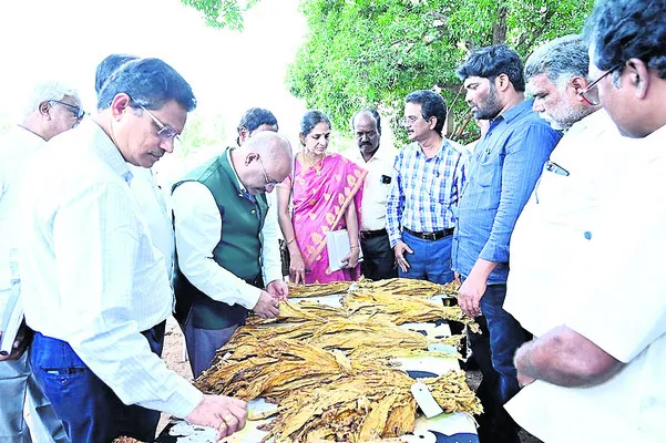 పొగాకు సాగులో విప్లవాత్మక మార్పులు అవసరం
