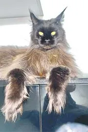 It Identifies As A House Cat Its Look Like A Tiger Goes Viral On Socialmedia2
