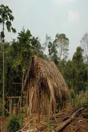 Tribes Lone Survivor Glimpsed in Amazon Jungle10