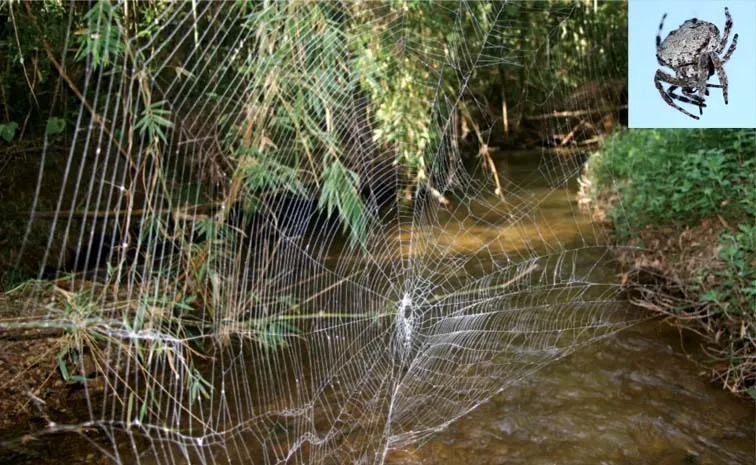 Darwins Bark Spiders Spin The Worlds Biggest Orb Webs 11