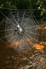Darwins Bark Spiders Spin The Worlds Biggest Orb Webs 9