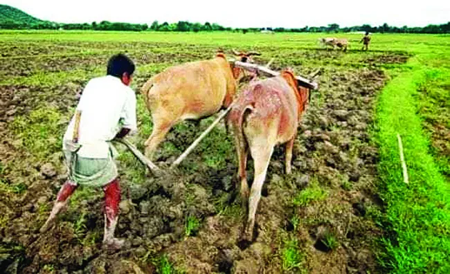 జోరుగా ఖరీఫ్‌ సాగు పనులు