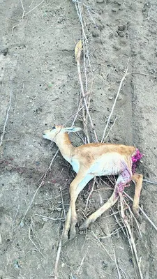 కుక్క