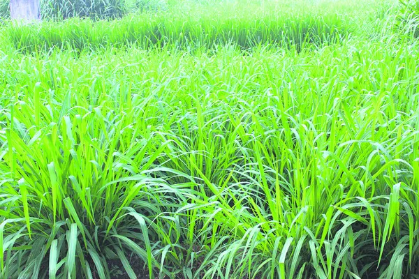 పశుగ్