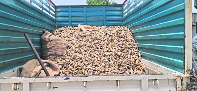 విత్తన పసుపునకు డిమాండ్‌