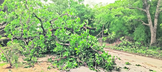 బీభత్