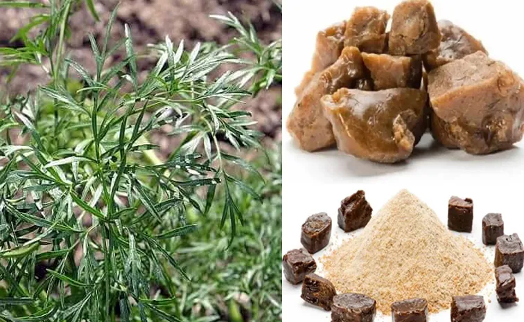 Sagubadi: Hing or Asafoetida successfully cultivated in India1