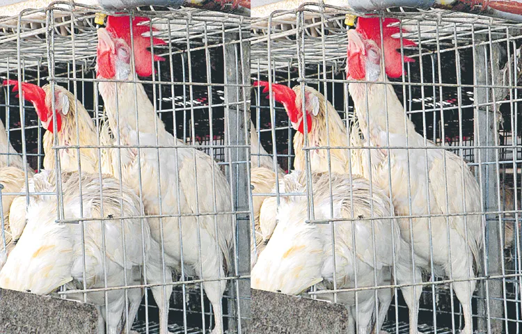 Thousands of chickens die every day due to the heat