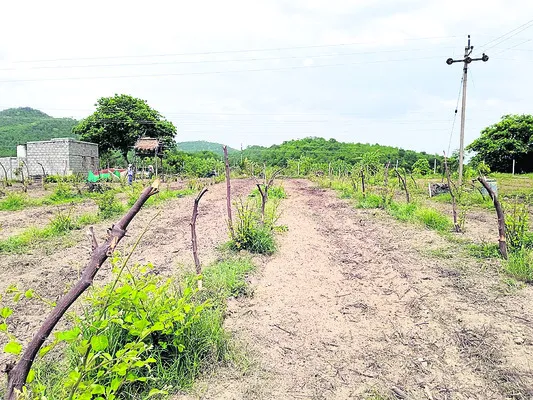ఆపిల్ బేర్ సాగు.. లాభాలు బాగు