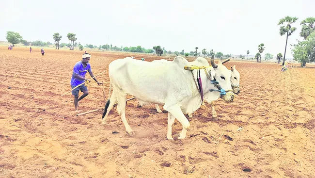 కురిసిన వర్షం.. రైతన్న హర్షం