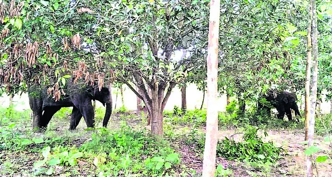 మామిడి, పామాయిల్ మొక్కల ధ్వంసం