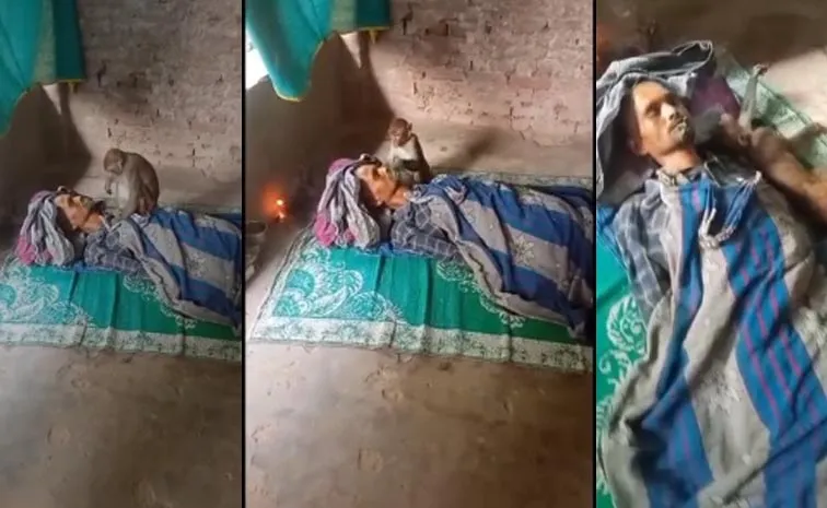 Unconditional Love: Mulugu Venkatapuram Monkey Veerraju Viral