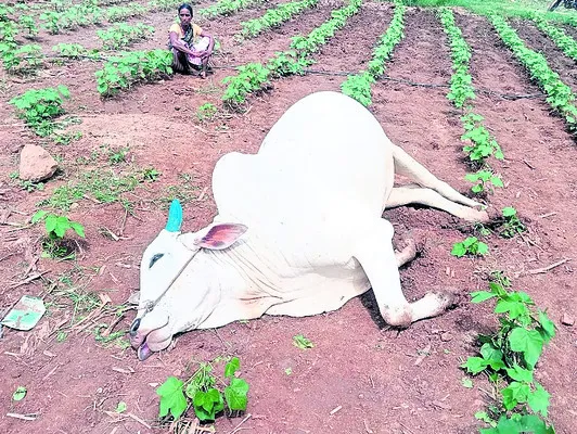 సాగుల