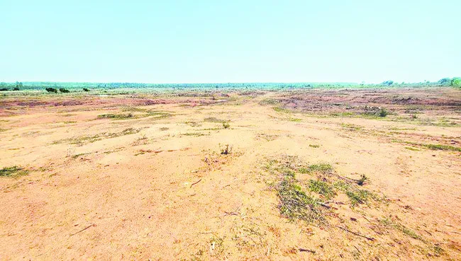 వావిల