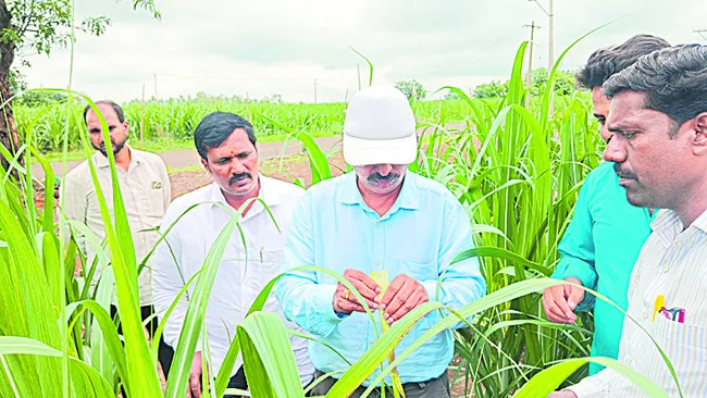 వాతావరణ మార్పులతోనే చెరుకుకు తెగుళ్లు