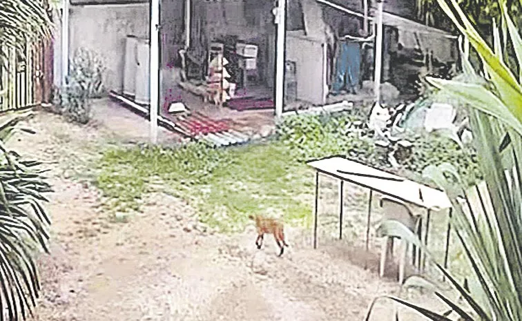 Leopard Hulchul At Bibipet
