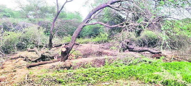 పచ్చదొంగలు.!
