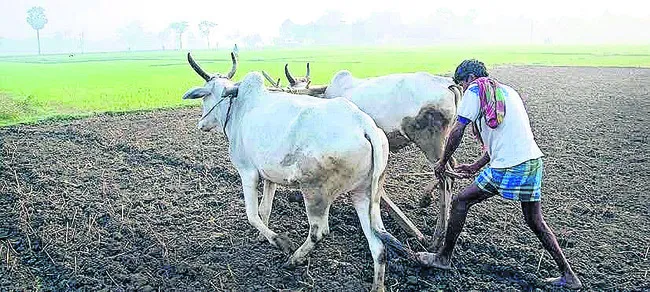 సాగుక