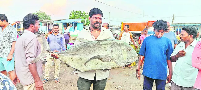 చేపలొ