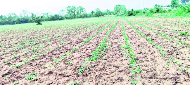 పెరిగిన పత్తి విత్తనాల ధరలు