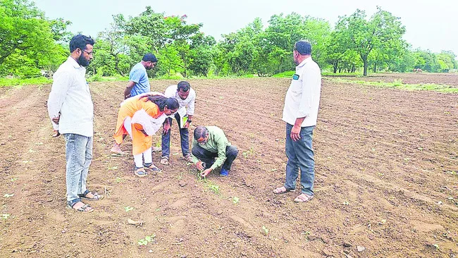పత్తి