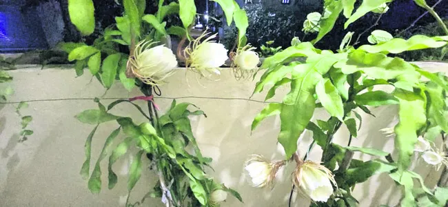 వికసించిన బ్రహ్మ కమలాలు