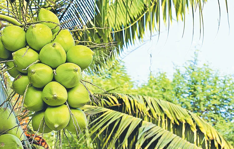 Coconut prices are setting records upon records