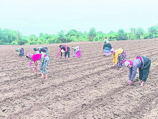 సాగు