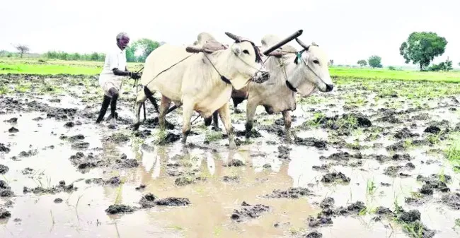 రైతుక