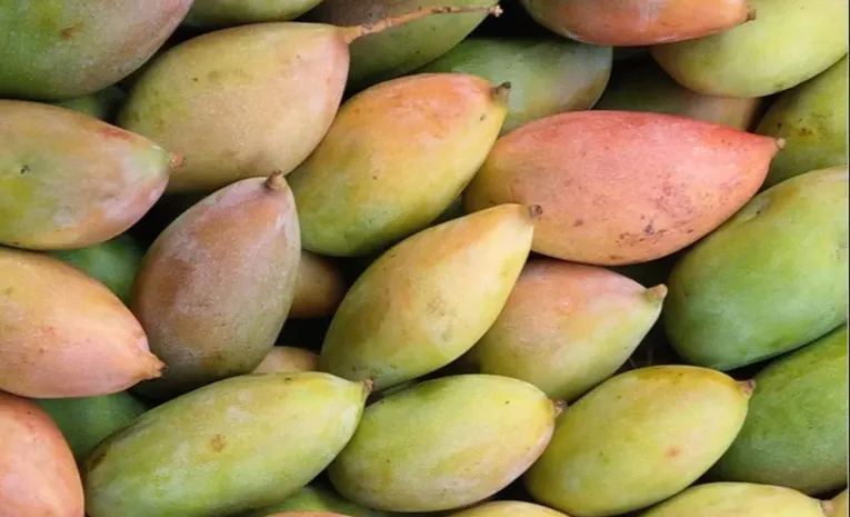 Totapuri mango price drop worries farmers
