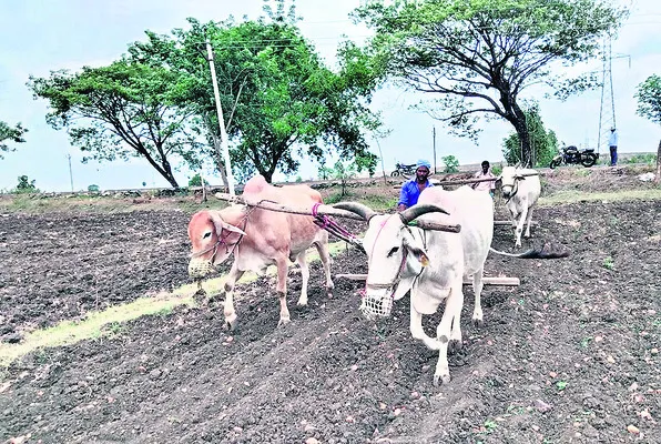 పత్తి రైతుపై విత్తన భారం