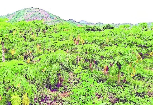 ధర ఢమ