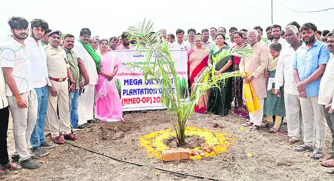 ఆయిల్ పామ్ ఎంతో లాభదాయకం