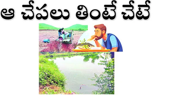 ఫీడిం