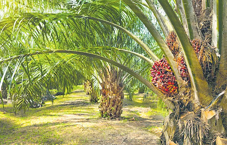 Import duty reduction for oil palm farmers in the state