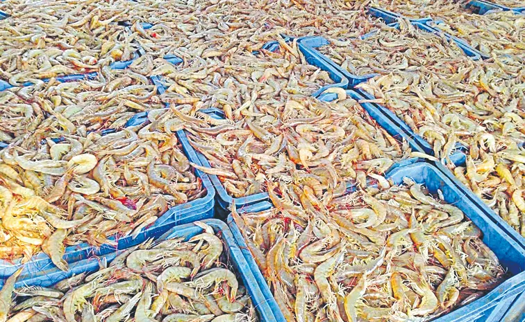Vanami shrimp prices have plummeted in a week
