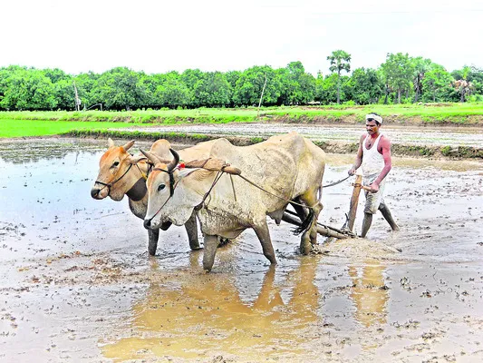 సకాలంలో విత్తుకోవడమే మేలు