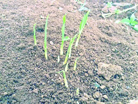 అల్లం