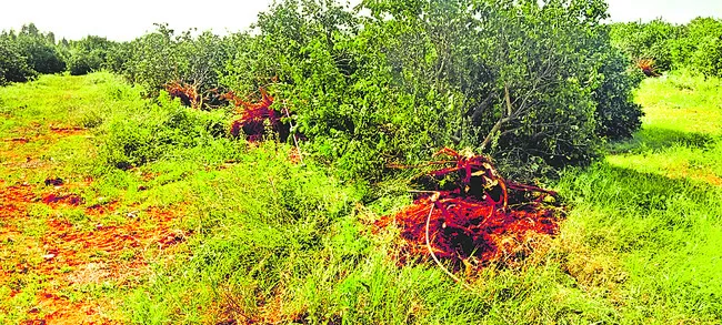 200 బత్తాయి చెట్లు నరికివేత